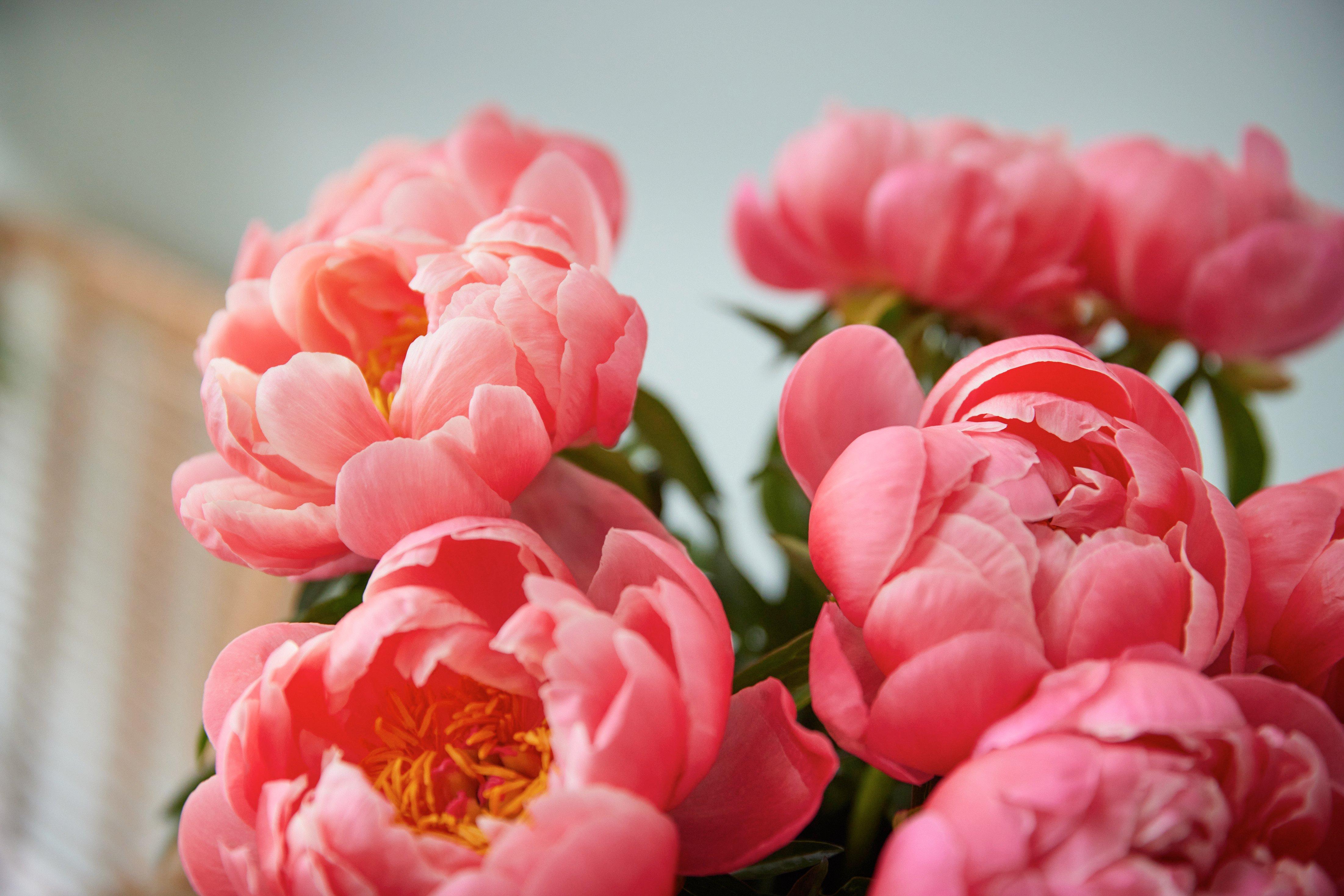 Coral Charm Peony (9)