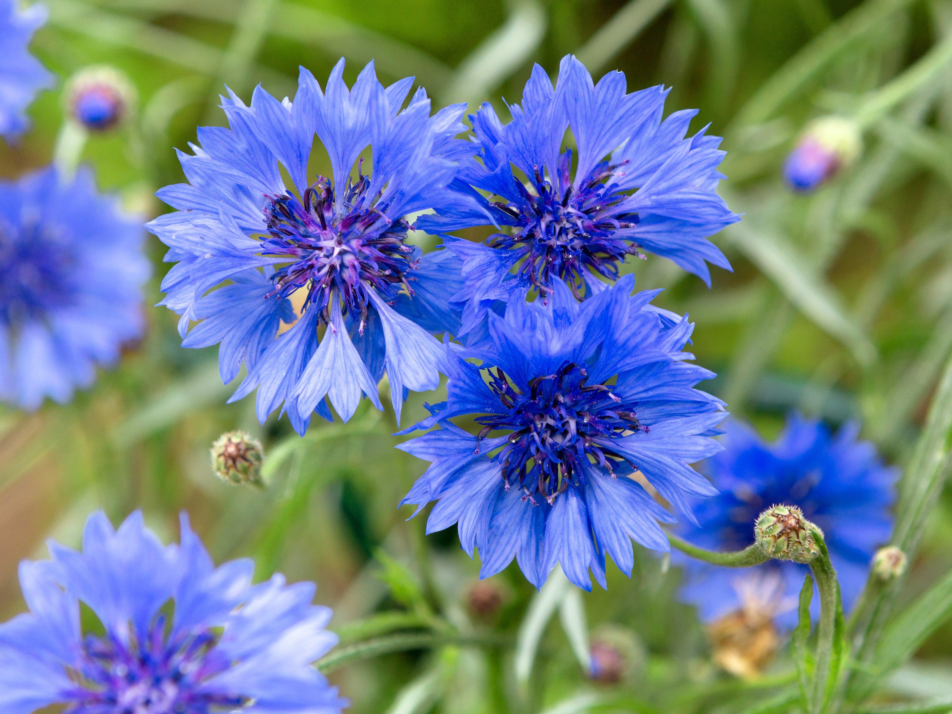 Cornflower_1