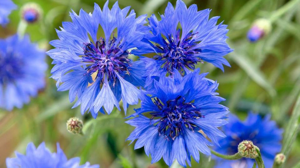 Cornflower_1