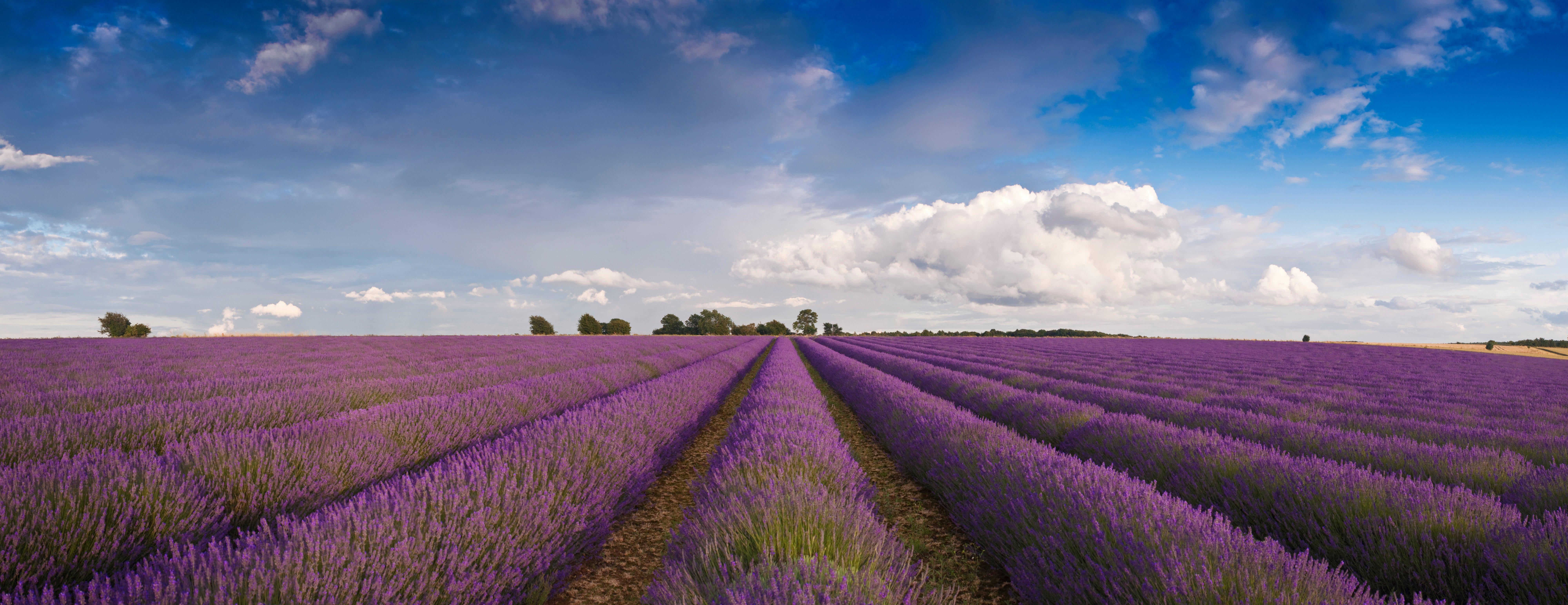 Cotswold Lavender