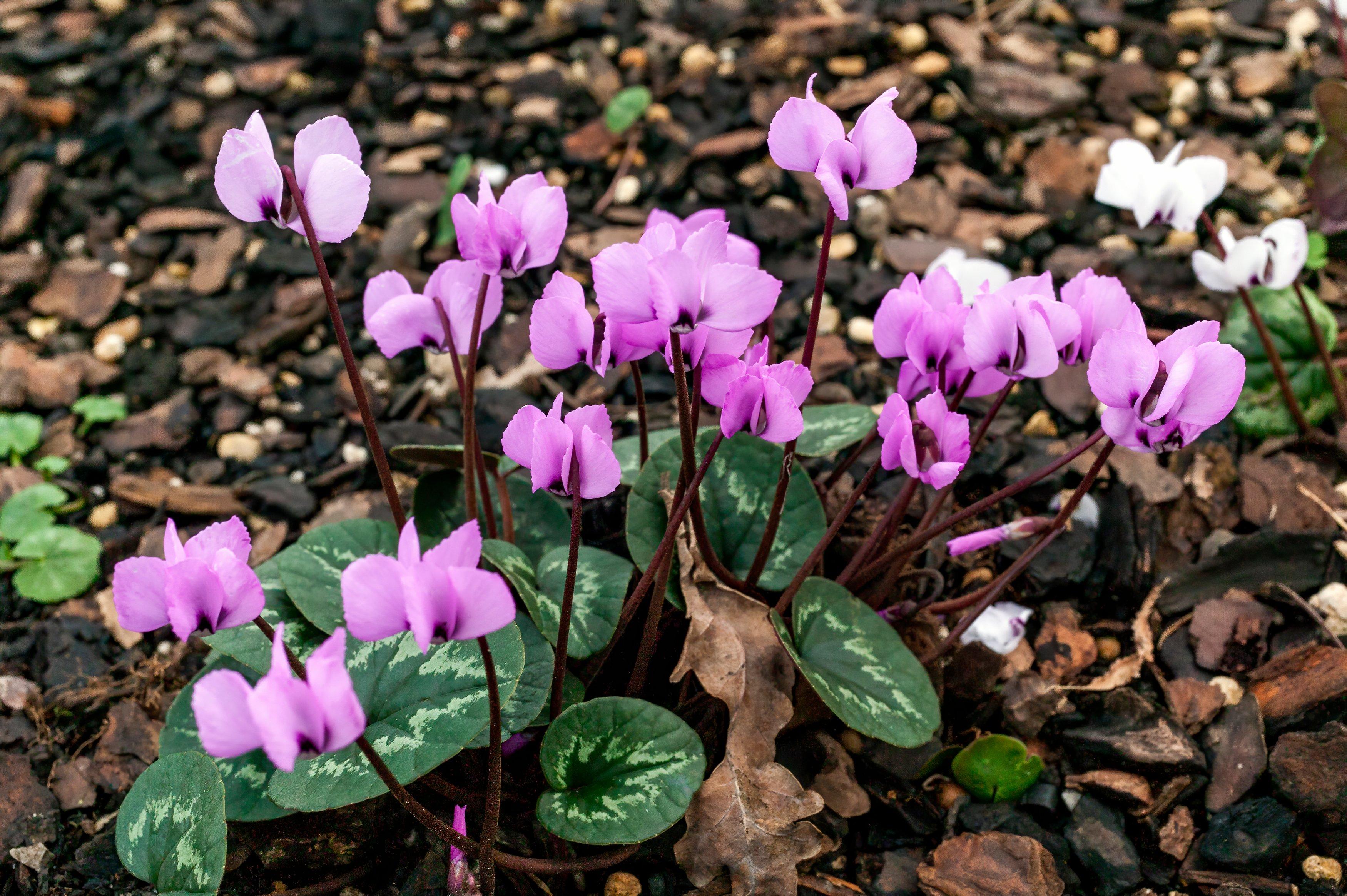 Cyclamen-Coum