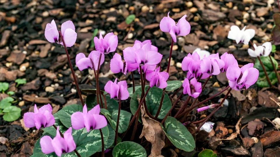 Cyclamen-Coum