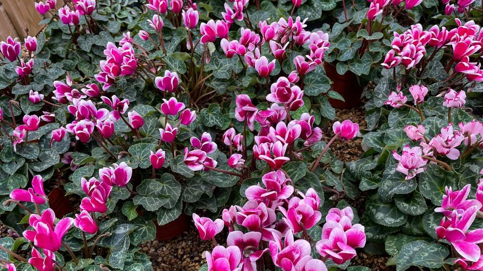 Cyclamen-Hederifolium