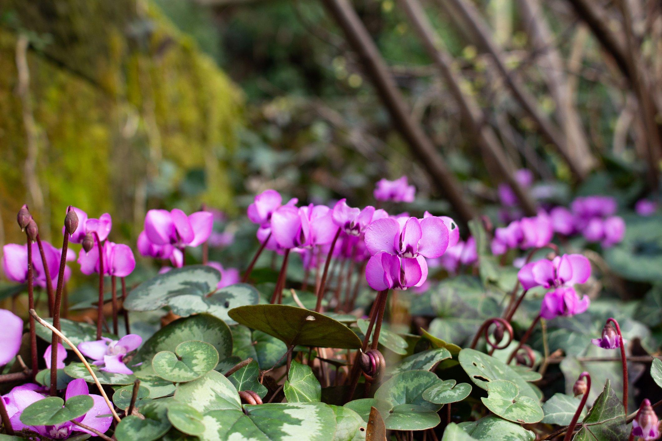 Cyclamen-Purpurascens