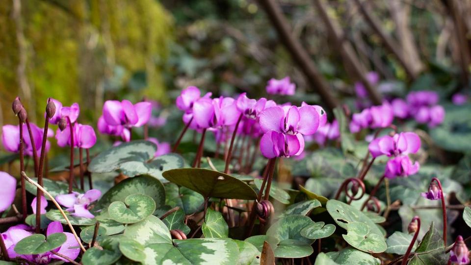 Cyclamen-Purpurascens