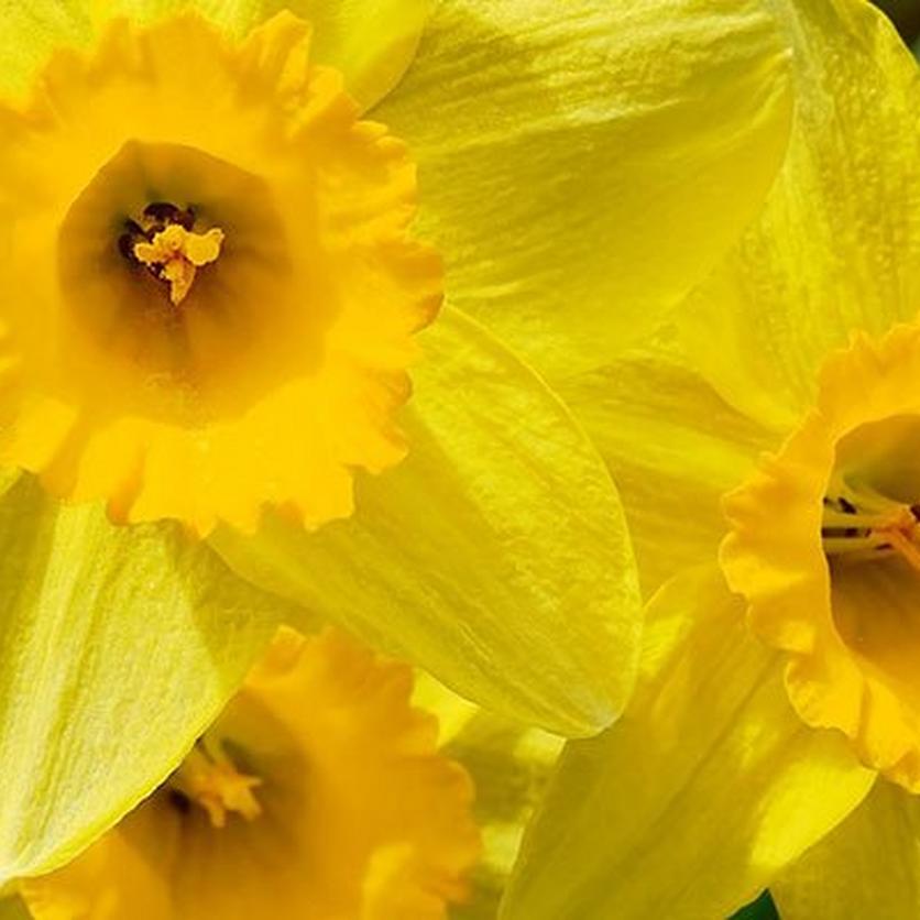 Daffodil