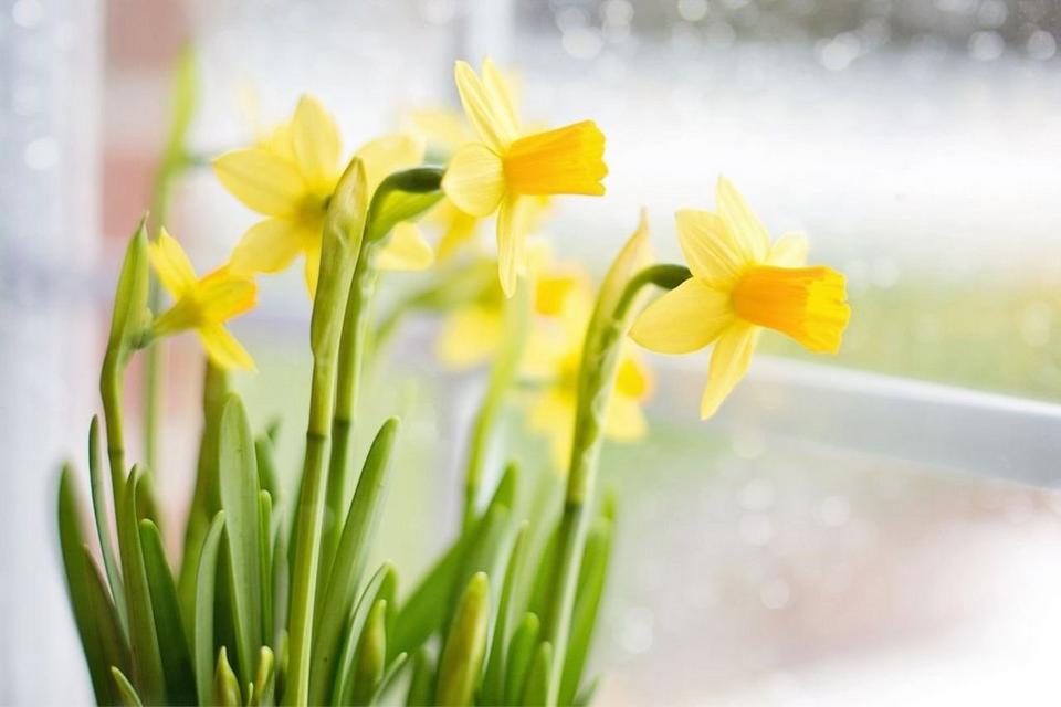 Daffodils-yellow-flowers