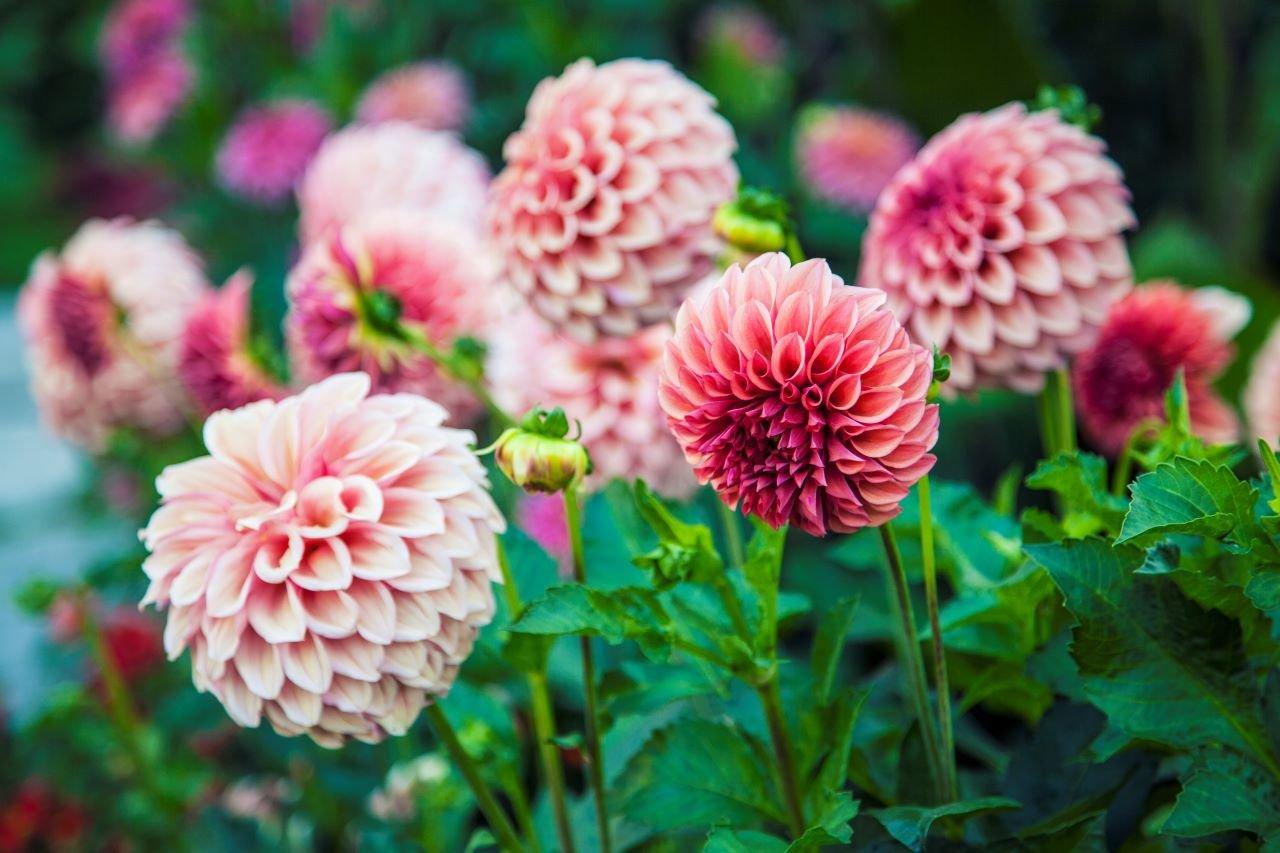 Dahlia-pink-flower