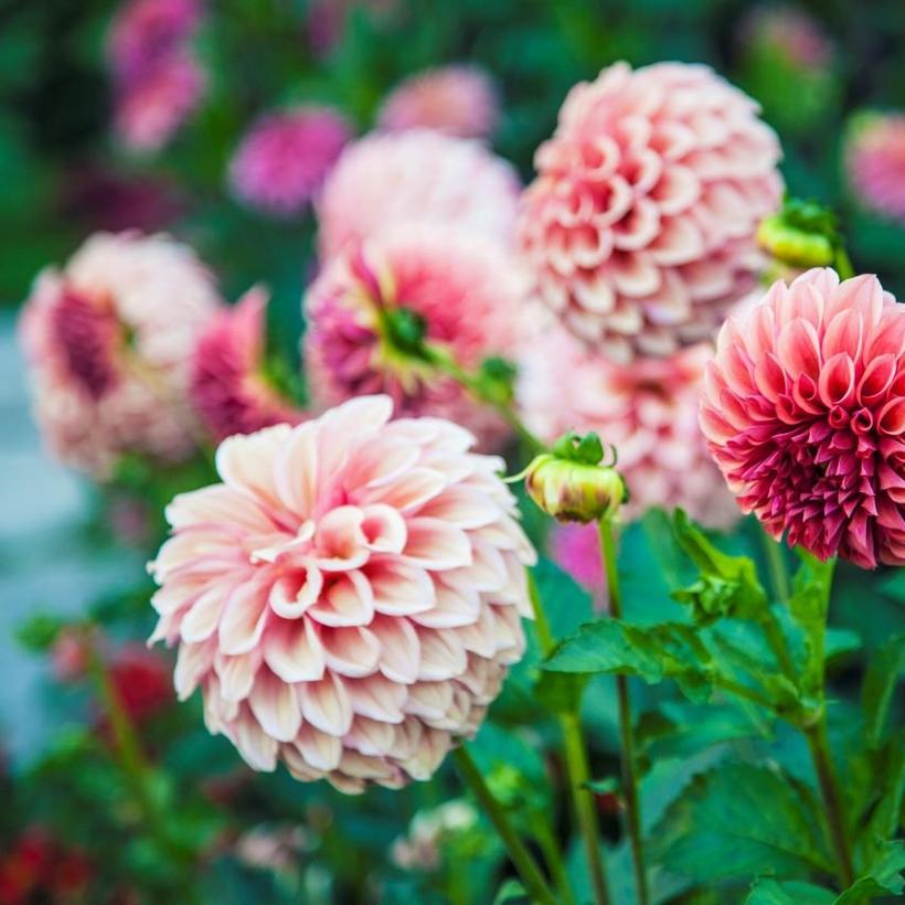Dahlia-pink-flower