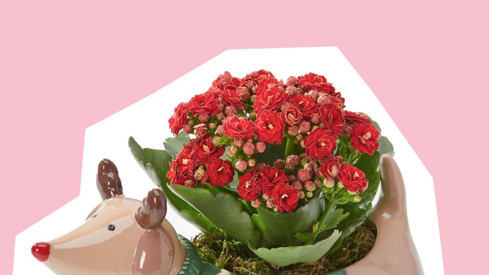 Dasher-Dog-Planter-cut-out