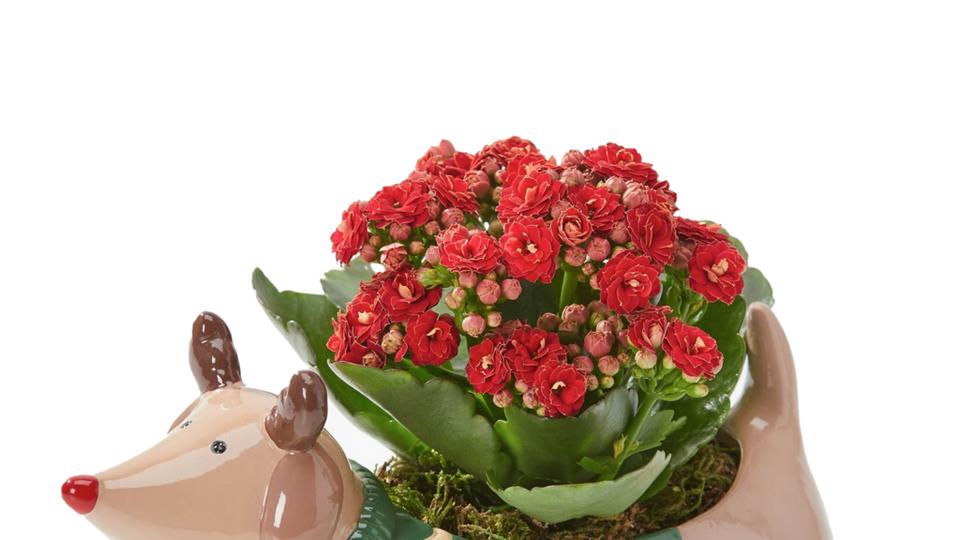 Dasher-Dog-Planter-cut-out