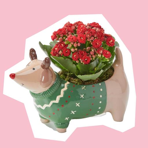 Dasher-Dog-Planter-cut-out