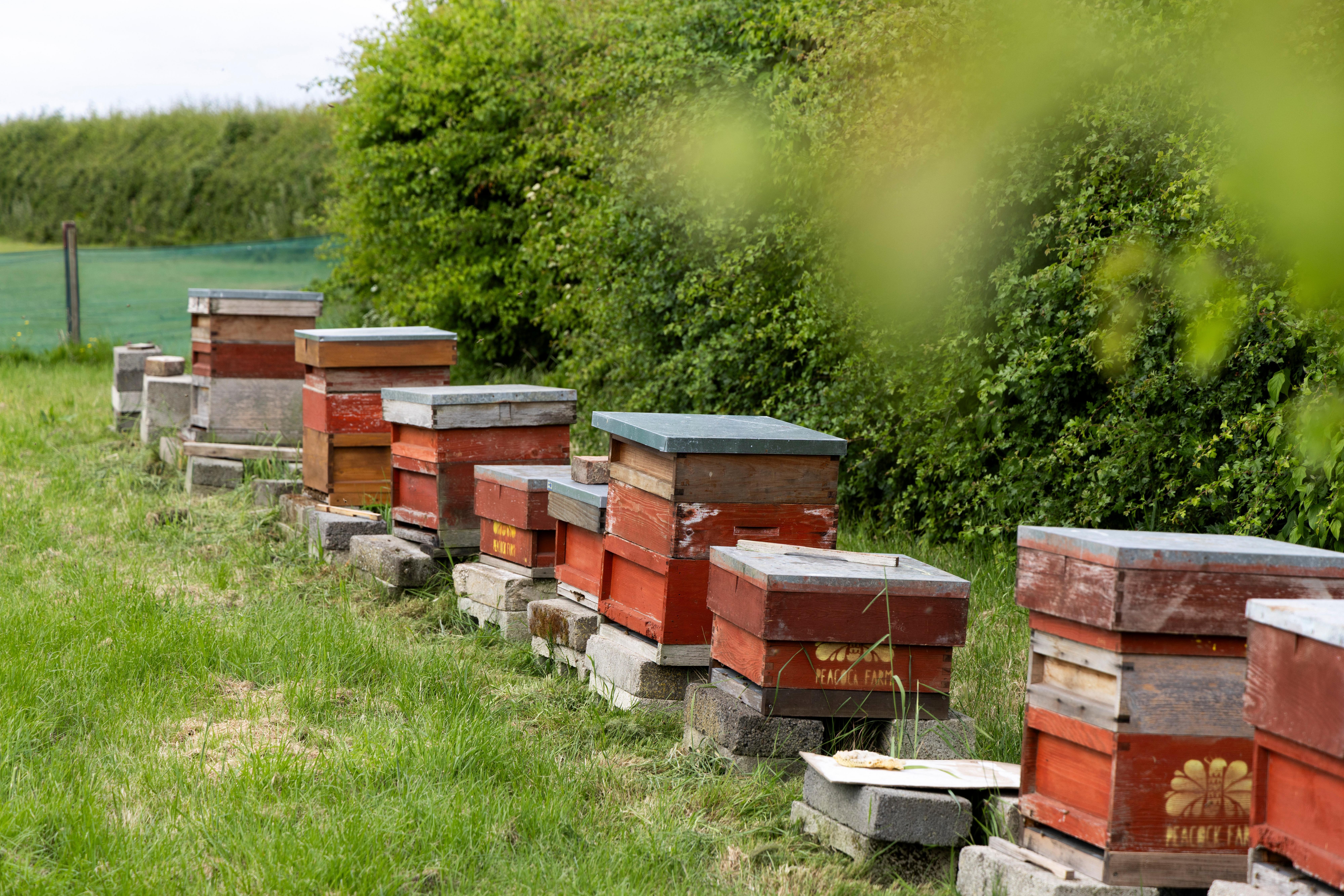 Donya Beekeeper 1