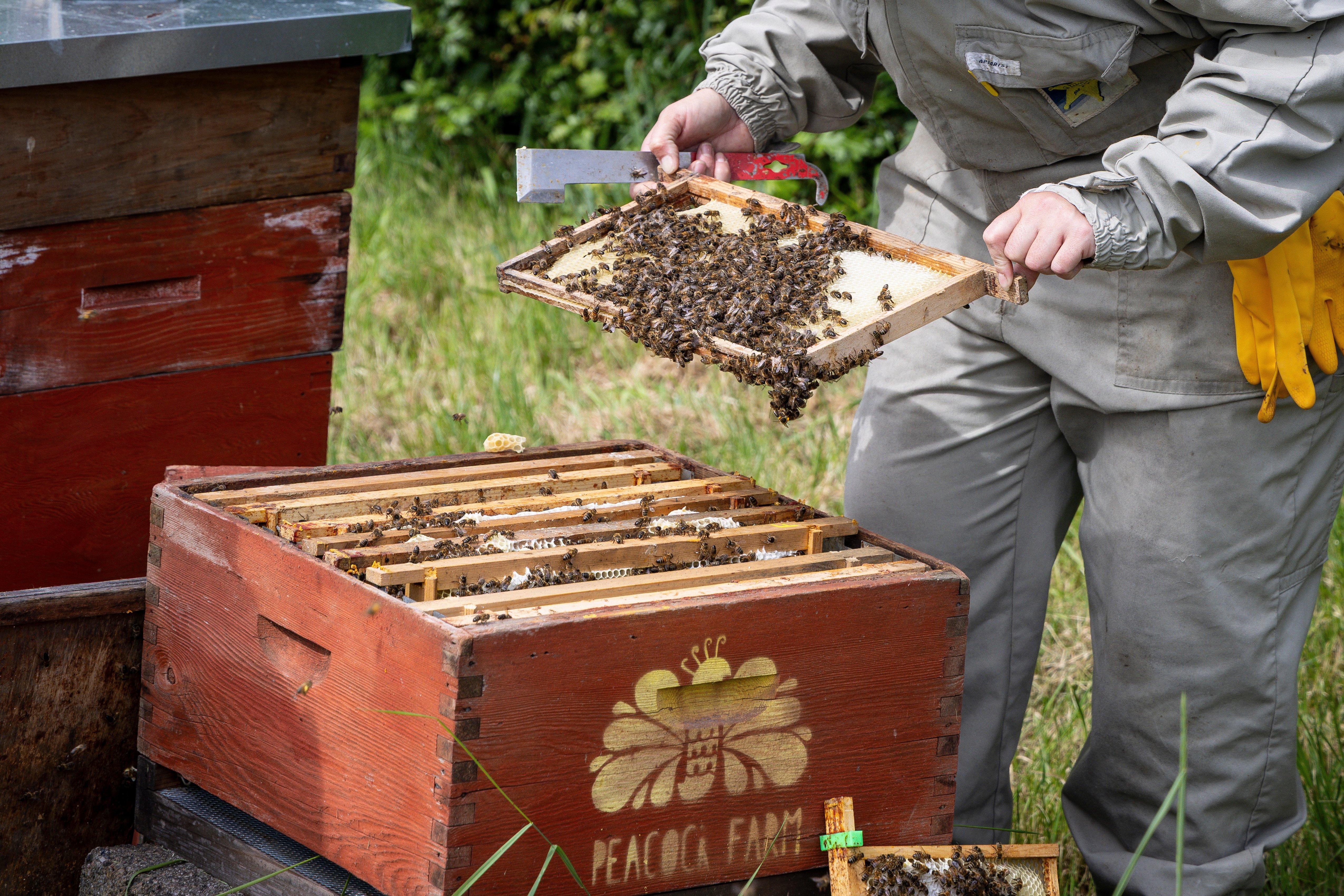 Donya Beekeeper 2