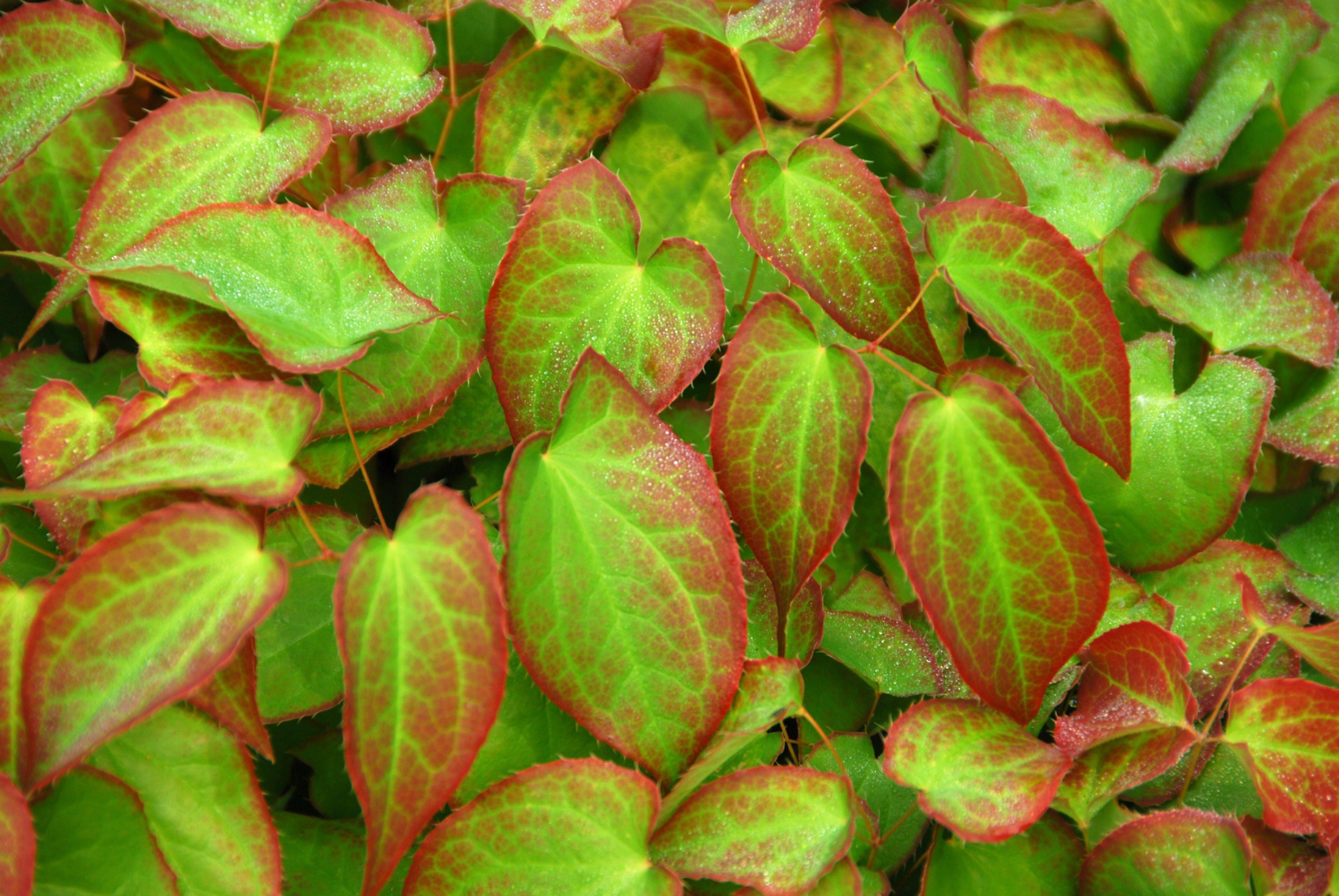 Epimedium