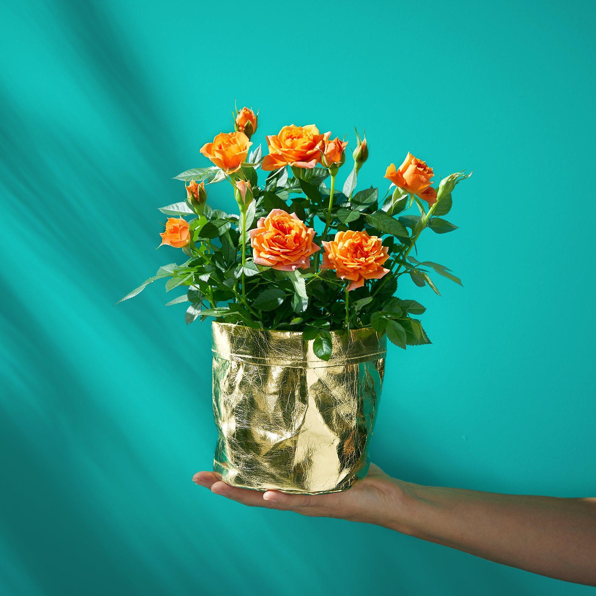 Cheerful Orange Rose Plant image