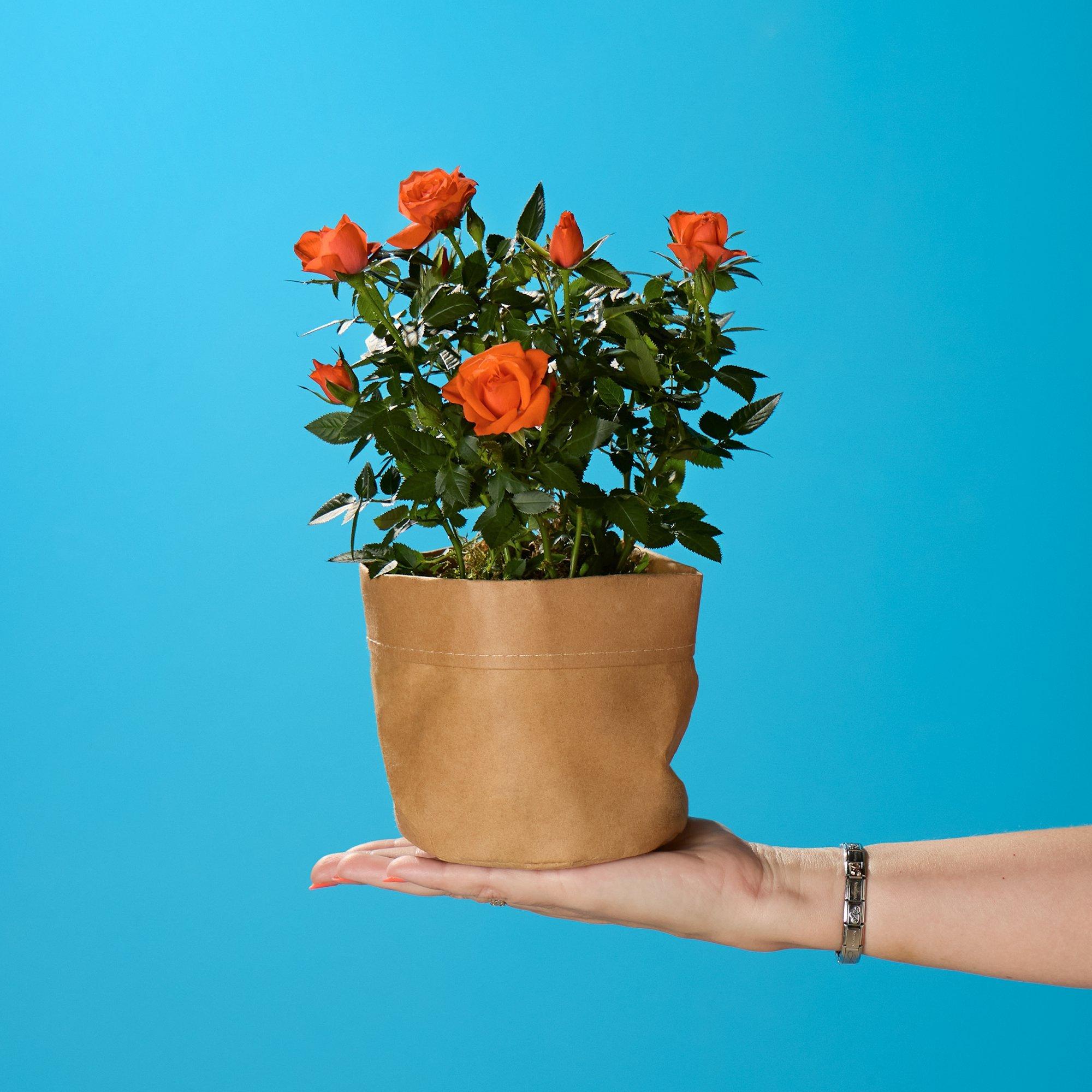 Cheerful Orange Rose Plant image