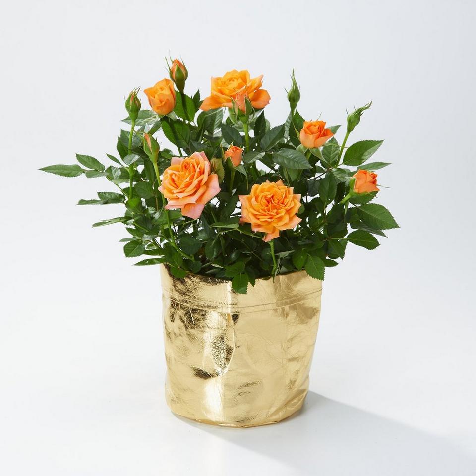 Image 3 of 3 of Cheerful Orange Rose Plant