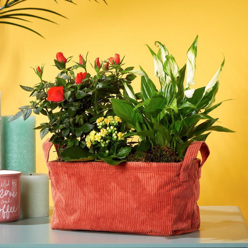 Mixed Autumn Planter