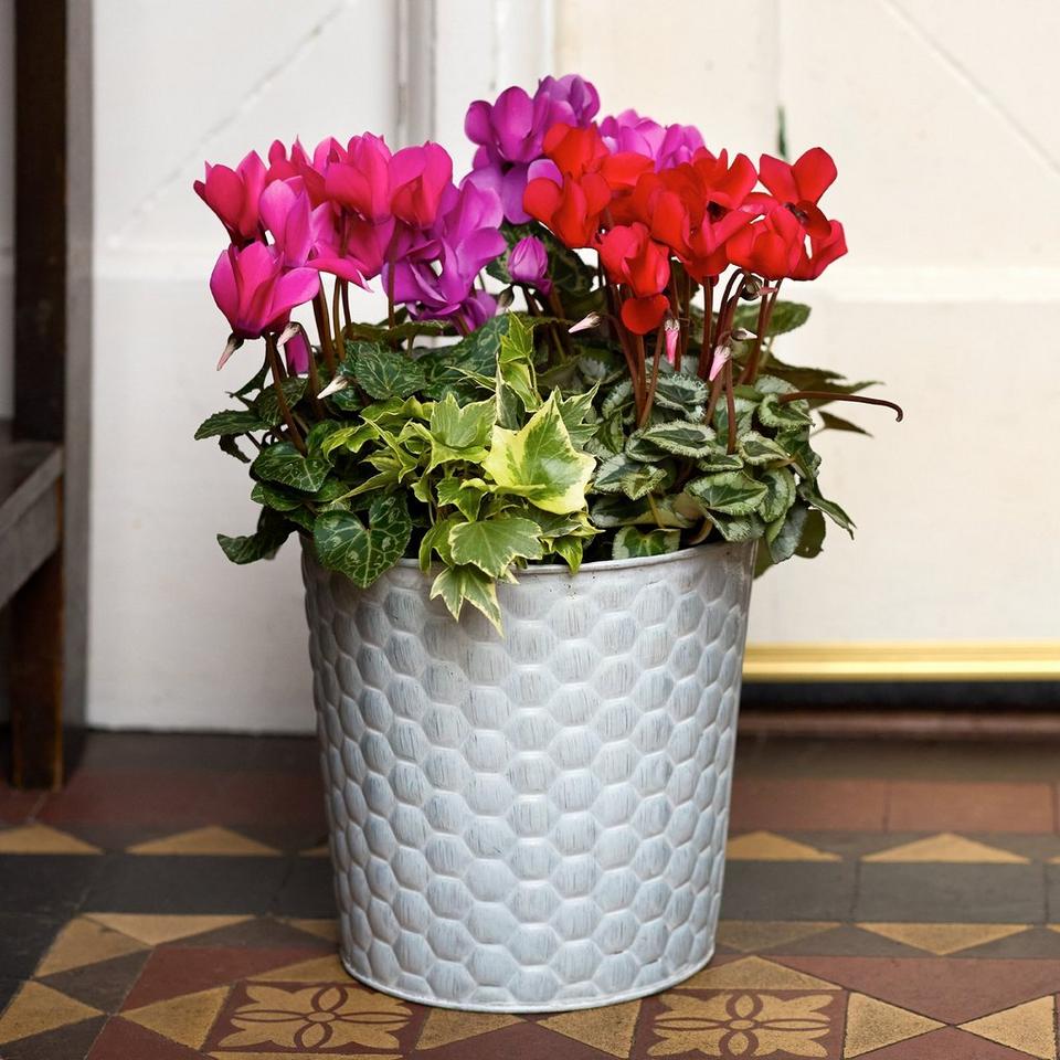 Outdoor Cyclamen Celebration
