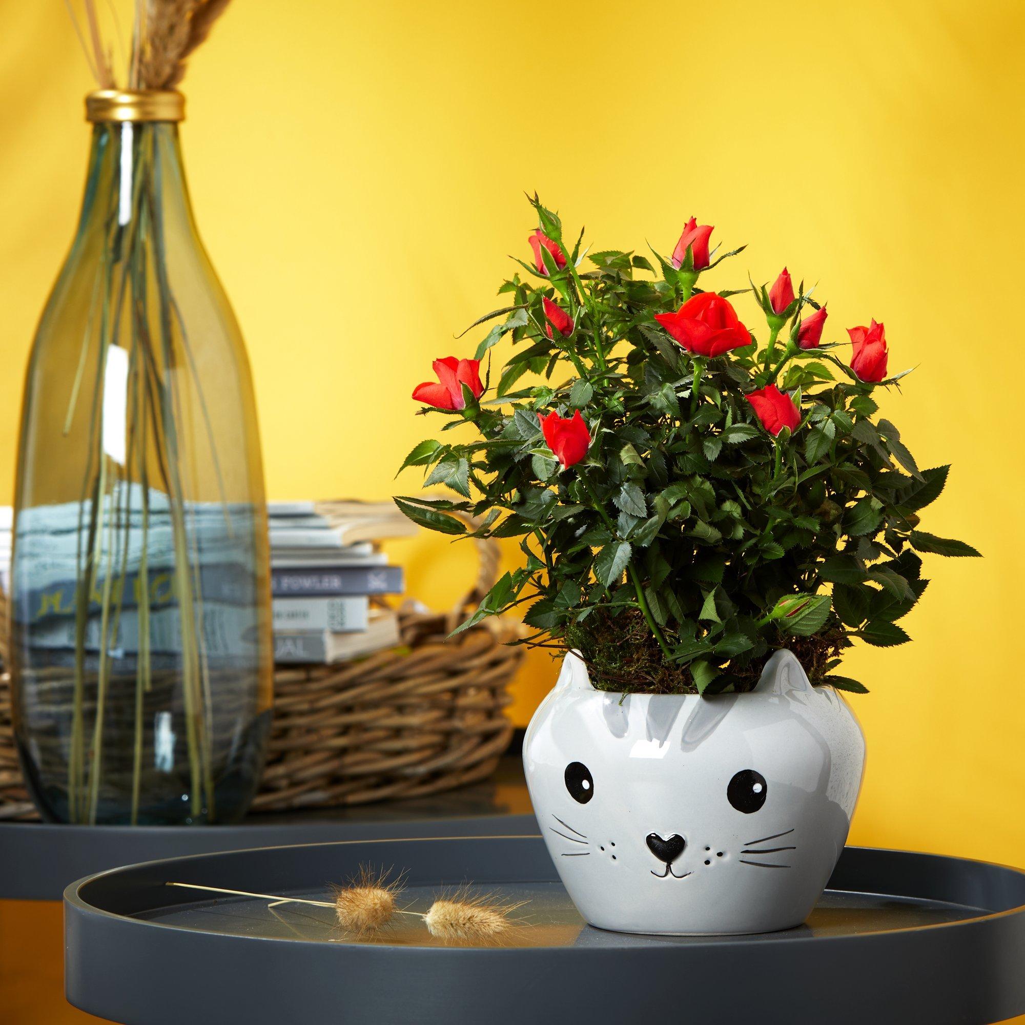 Cute Cat Ceramic image