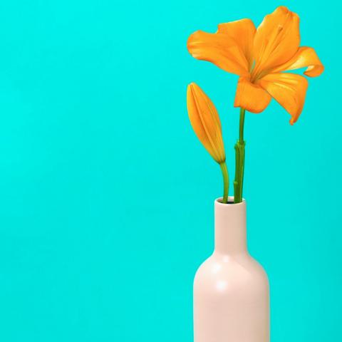 Arrives in bud so they'll enjoy them blooming