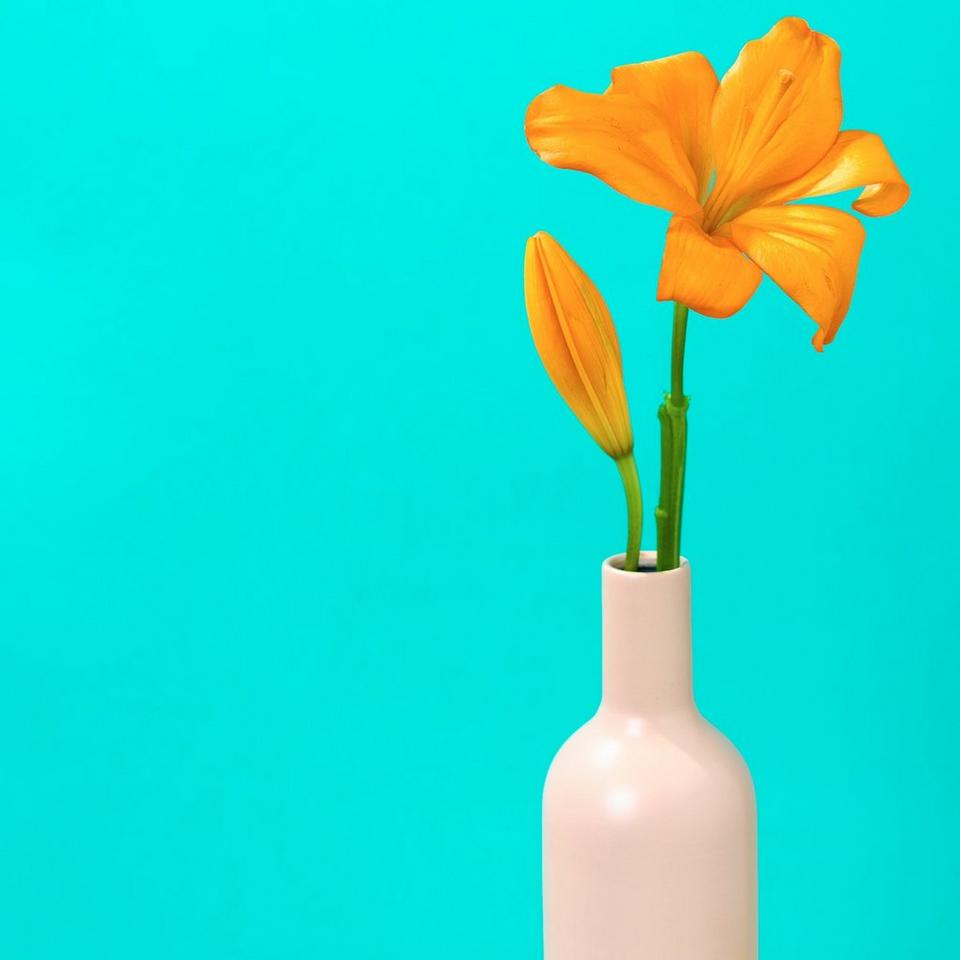 Arrives in bud so they'll enjoy them blooming