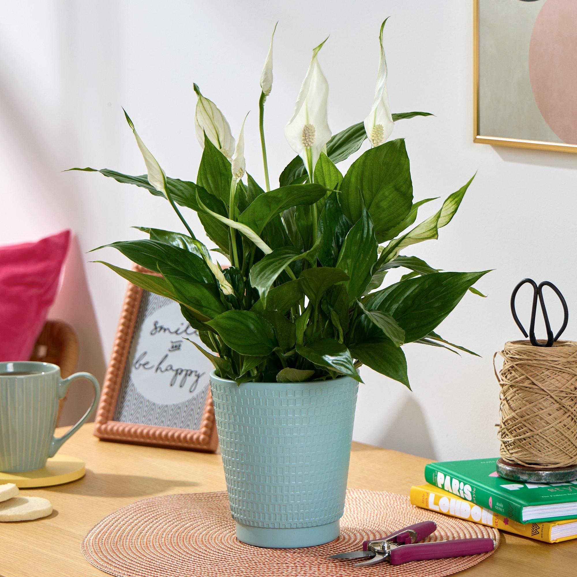 Serene Peace Lily Serene Peace Lily