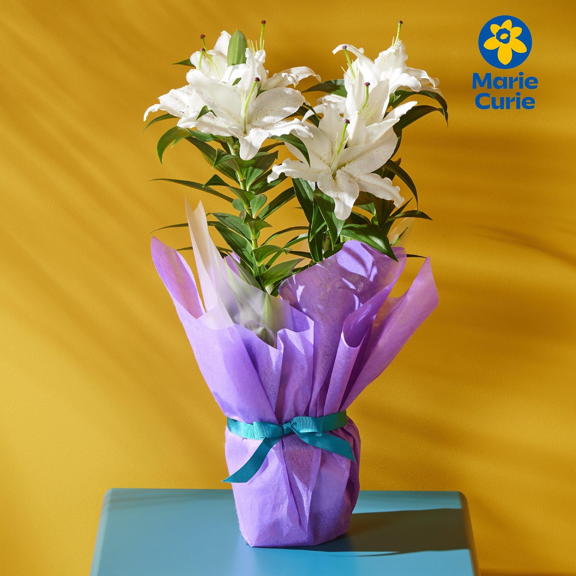 Gift Wrapped Oriental Lily image
