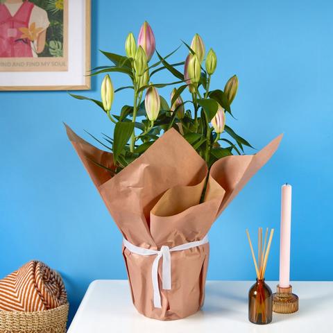 Arrives in bud so they get all the joy of them blooming