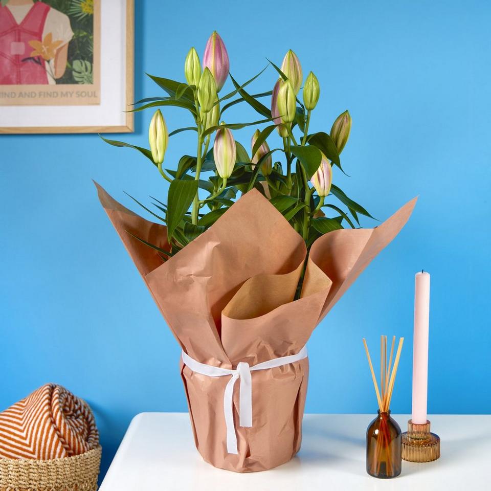 Arrives in bud so they get all the joy of them blooming