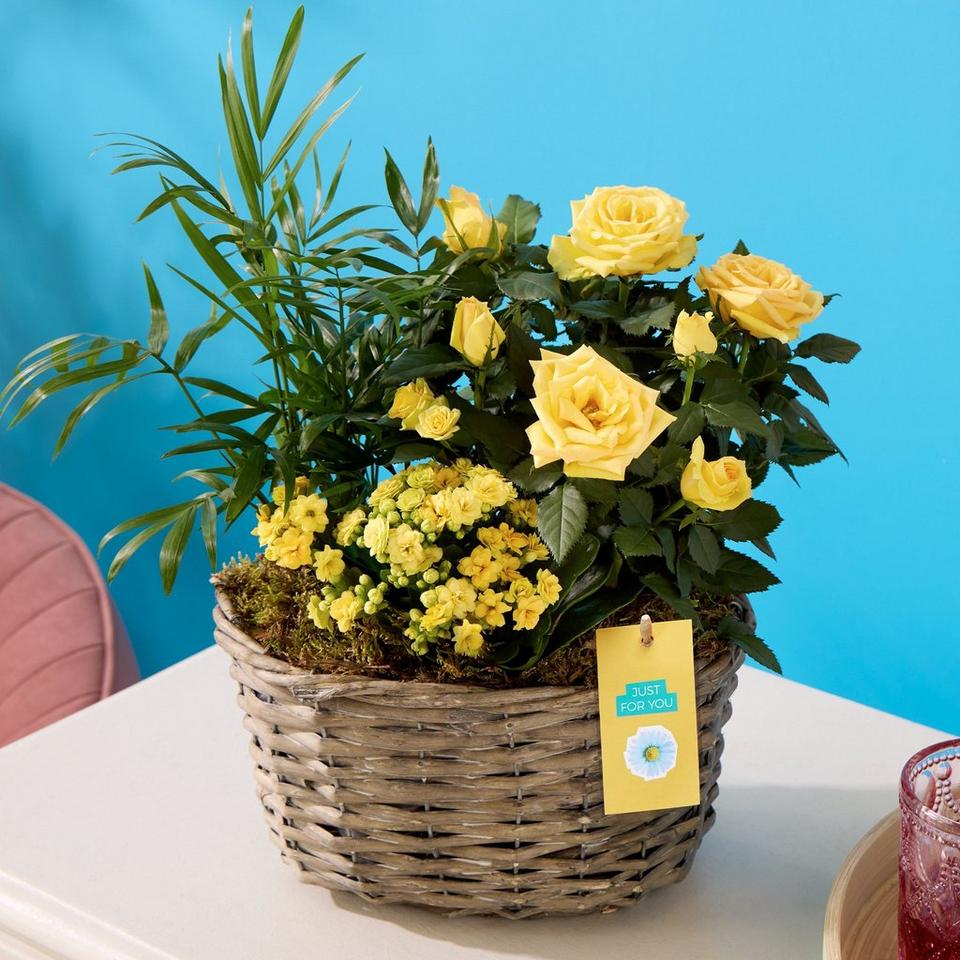 Cheerful Mixed Basket - Plant Of The Month