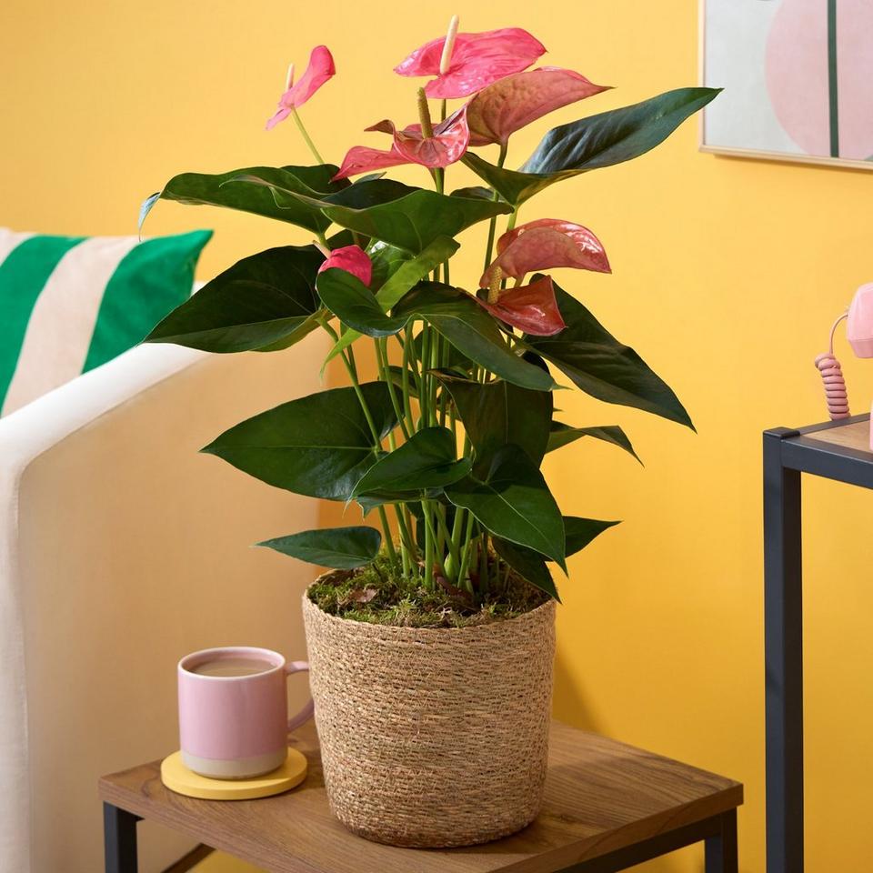 Fabulous Anthurium