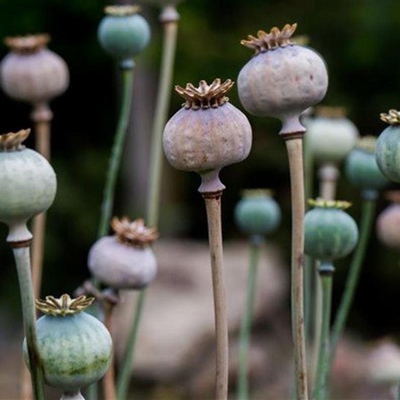 FF Dried poppies