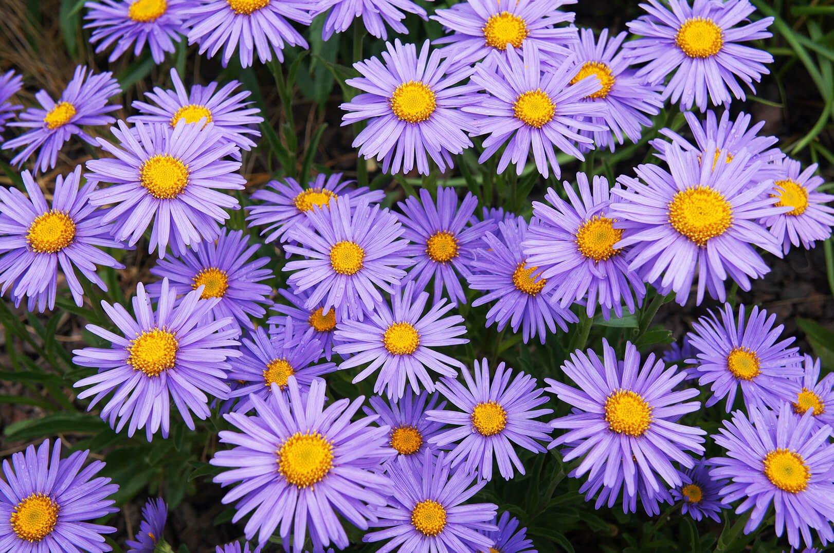 FF SEO_birthMonthFlowers_aster
