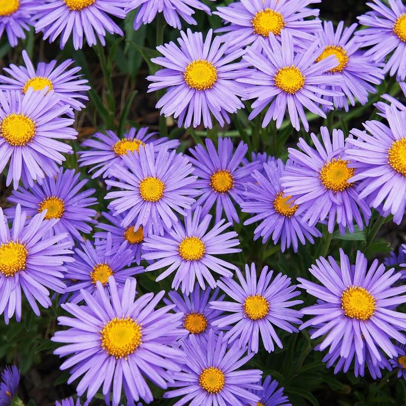 FF SEO_birthMonthFlowers_aster