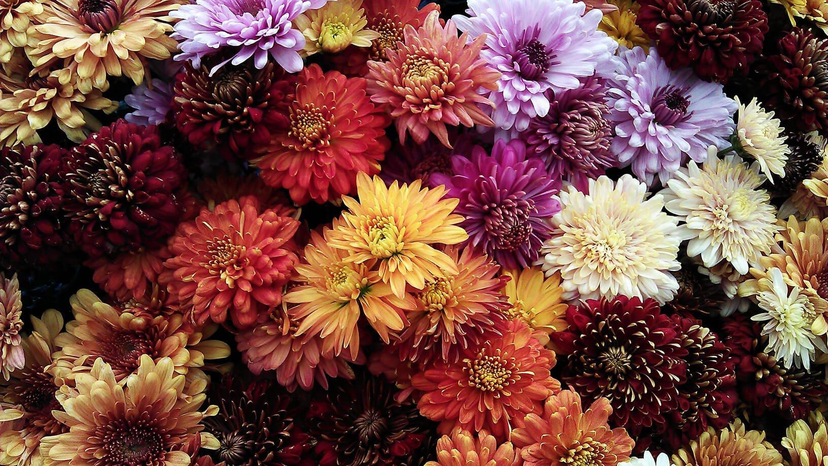 FF SEO_birthMonthFlowers_chrysanthemum