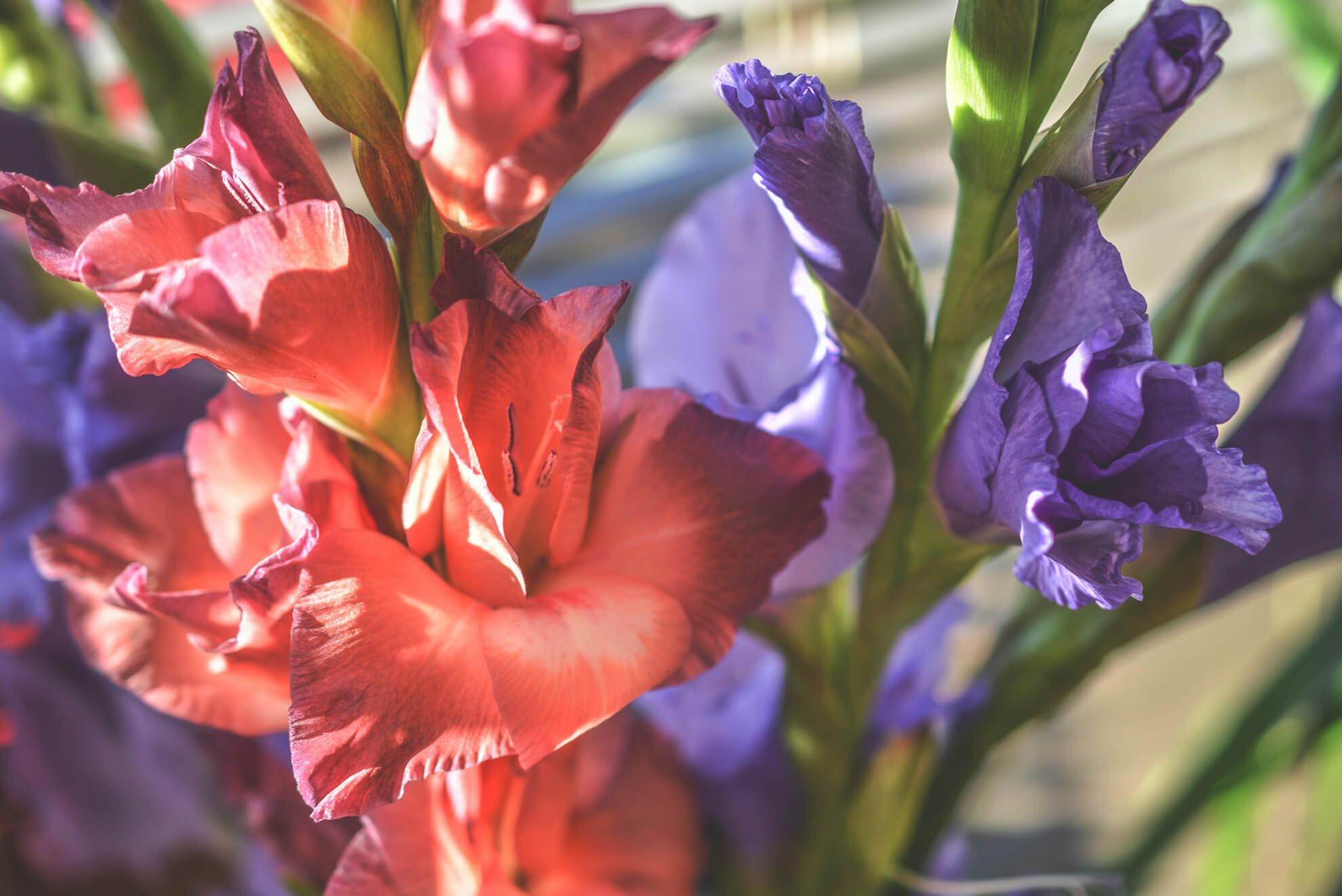 FF SEO_birthMonthFlowers_gladiola