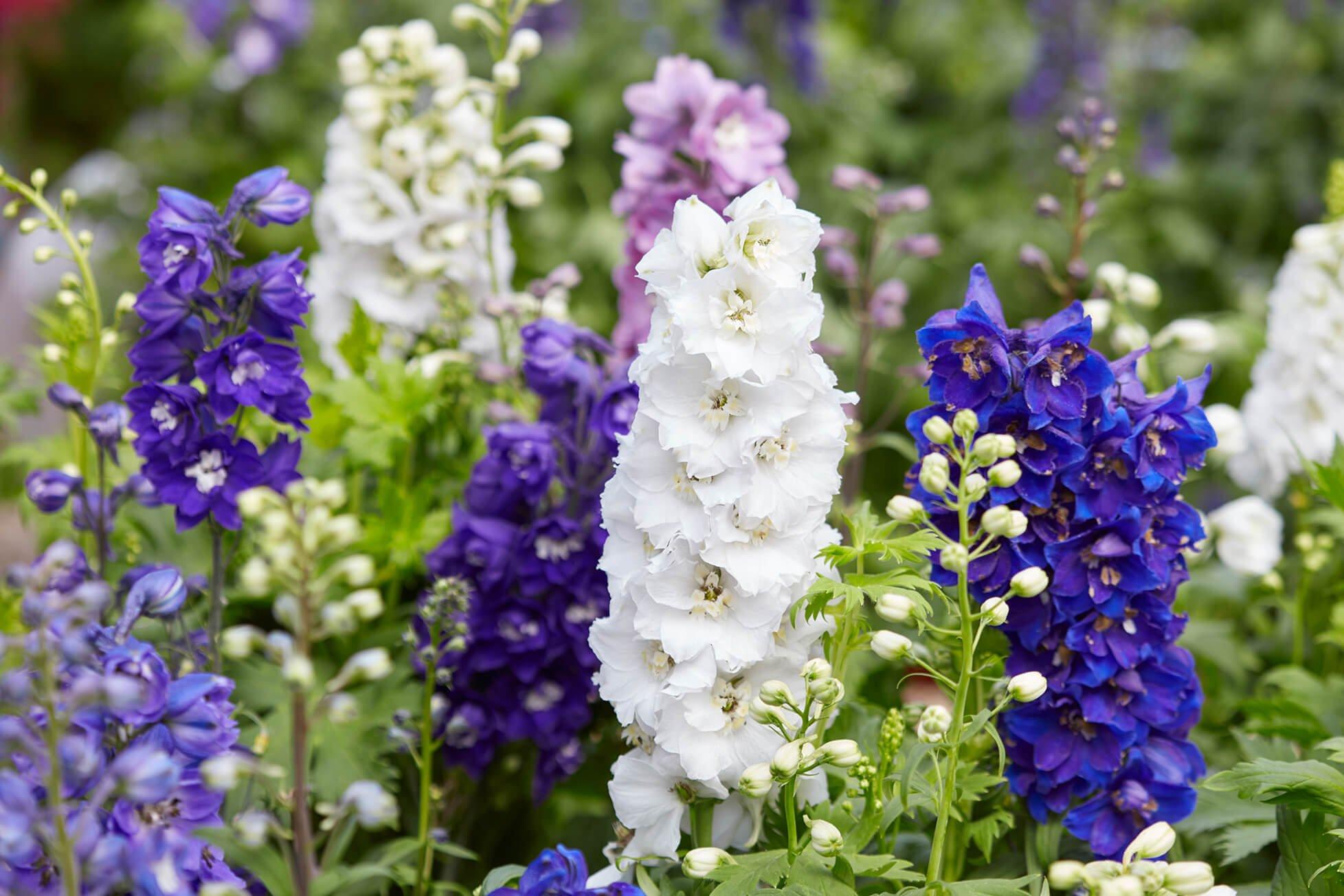 FF SEO_birthMonthFlowers_larkspur
