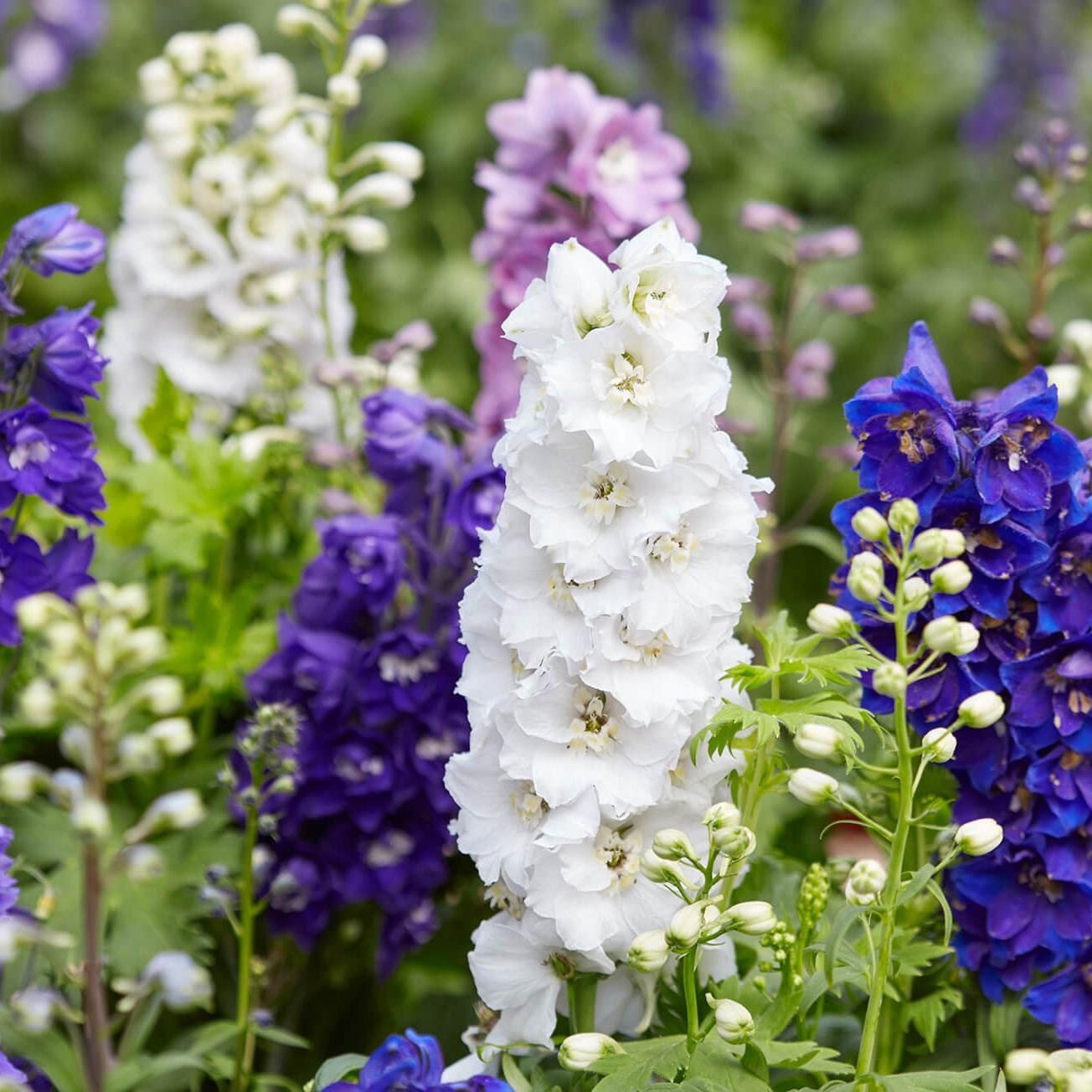 FF SEO_birthMonthFlowers_larkspur