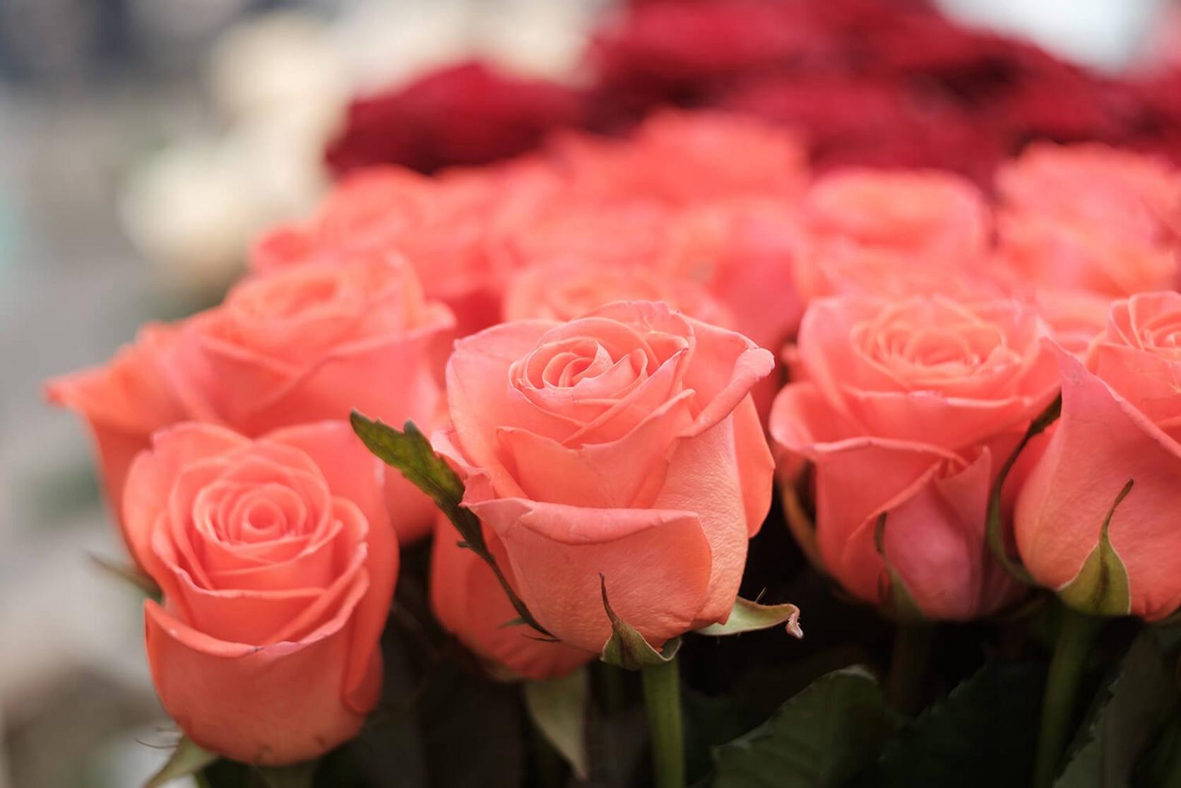 Understanding Rose Blossom Fullness