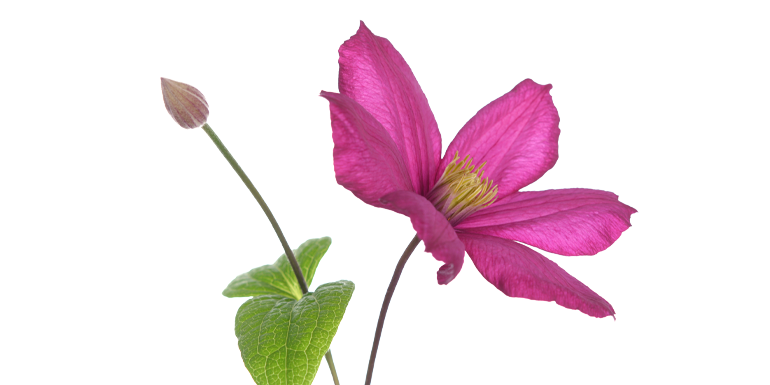 FFClematis