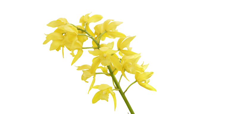 FFCymbidium