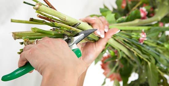 FF_FlowersFresh_CutStems