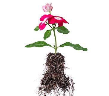 FF_FlowersFresh_Roots