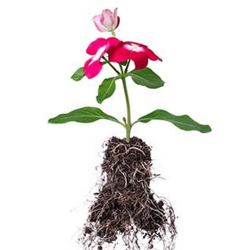 FF_FlowersFresh_Roots