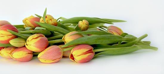 FF_FlowersFresh_Tulipstems-1