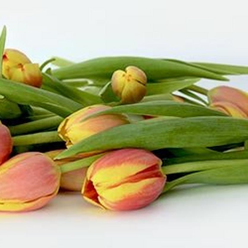 FF_FlowersFresh_Tulipstems-1