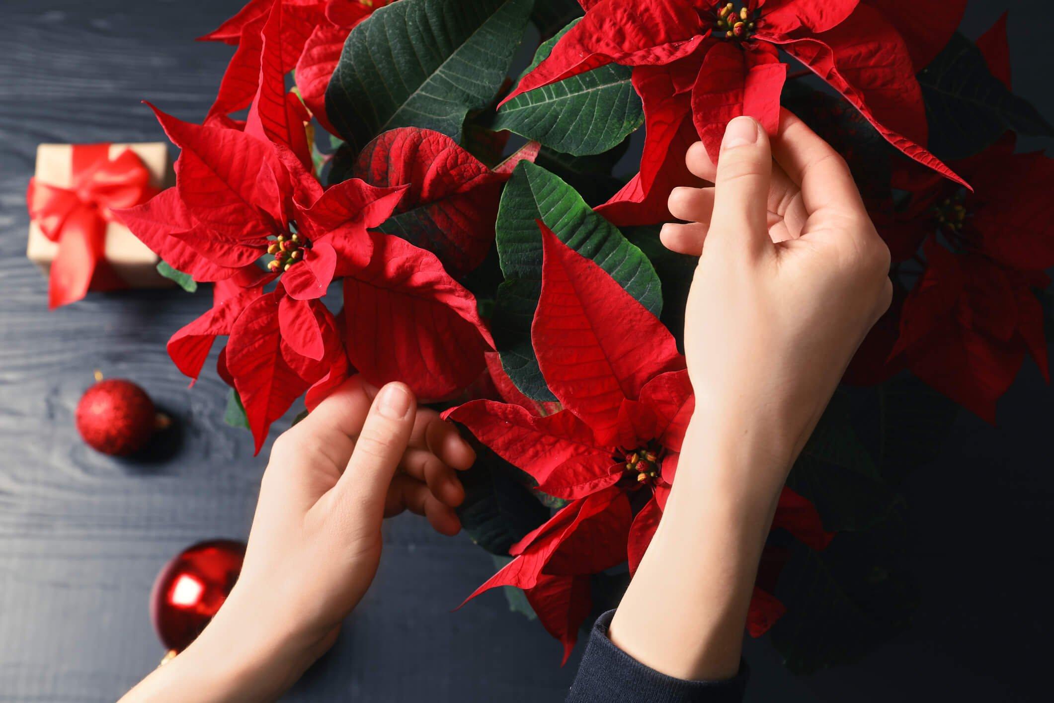 FFpoinsettia