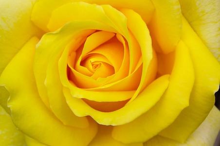 FFyellowRose